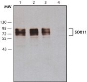 Anti-SOX11 antibody, Mouse monoclonal clone SOX11-2, purified from hybridoma cell culture