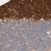 Anti-SEPT4 antibody produced in rabbit Prestige Antibodies&#174; Powered by Atlas Antibodies, affinity isolated antibody, buffered aqueous glycerol solution, Ab2