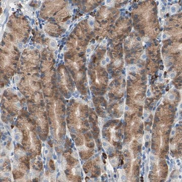 Anti-PLCXD1 antibody produced in rabbit Prestige Antibodies&#174; Powered by Atlas Antibodies, affinity isolated antibody, buffered aqueous glycerol solution