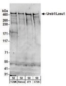 Rabbit anti-Lasu1/Ureb1 Antibody, Affinity Purified Powered by Bethyl Laboratories, Inc.