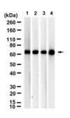 Anti-PCK2/PEPCK Antibody, clone 2I12 ZooMAb® Rabbit Monoclonal recombinant, expressed in HEK 293 cells