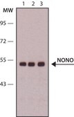 Anti-NONO antibody, Mouse monoclonal clone NC5, purified from hybridoma cell culture