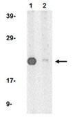Anti-PERP Antibody from rabbit, purified by affinity chromatography