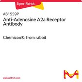 Anti-Adenosine A2a Receptor Antibody Chemicon®, from rabbit