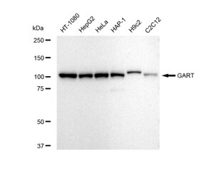 Anti GART Antibody, clone 23GB5520, Rabbit Monoclonal clone 23GB5520, recombinant rabbit monoclonal, expressed in HEK293 cells