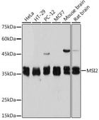 Anti-Musashi-2 (MSI2) antibody produced in rabbit
