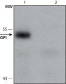 Monoclonal Anti-GPI antibody produced in mouse culture supernatant