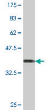 Monoclonal Anti-ZNF238 antibody produced in mouse clone 4E4, purified immunoglobulin, buffered aqueous solution