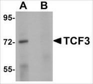 Anti-TCF3 antibody produced in rabbit affinity isolated antibody, buffered aqueous solution