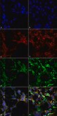 Monoclonal Anti-Dityrosine-Atto 390 antibody produced in mouse clone 10A6