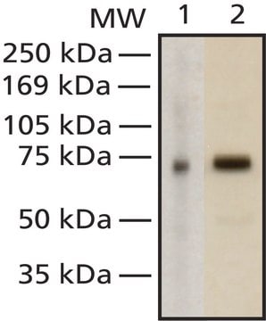 Anti-MeCP2 antibody, Mouse monoclonal clone Mec-168, purified from hybridoma cell culture