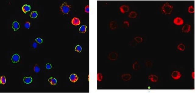 Anti-Cathepsin G Antibody, clone AHN-11, Ascites Free clone AHN-11, from mouse