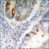Anti-phospho-STAT5A/B (pSer725/730) antibody produced in rabbit affinity isolated antibody