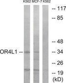 Anti-OR4L1 antibody produced in rabbit affinity isolated antibody