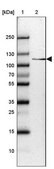 Anti-SH3BP4 antibody produced in rabbit Prestige Antibodies&#174; Powered by Atlas Antibodies, affinity isolated antibody, buffered aqueous glycerol solution