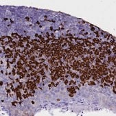 Anti-TXNDC5 antibody produced in rabbit Prestige Antibodies&#174; Powered by Atlas Antibodies, affinity isolated antibody, buffered aqueous glycerol solution
