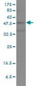 Monoclonal Anti-POU2F2 antibody produced in mouse clone 3E3-6F9, purified immunoglobulin, buffered aqueous solution