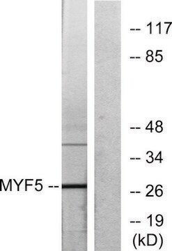 Anti-MYF5 antibody produced in rabbit affinity isolated antibody