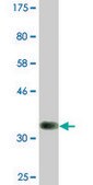Monoclonal Anti-TAF5L, (N-terminal) antibody produced in mouse clone 1C5, ascites fluid