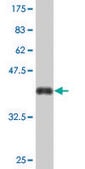 Monoclonal Anti-KIAA1199 antibody produced in mouse clone 3C12, purified immunoglobulin, buffered aqueous solution