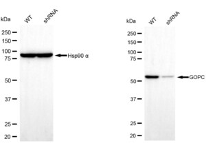 KD-Validated Anti GOPC Antibody, clone 23GB5870, Rabbit Monoclonal clone 23GB5870, recombinant rabbit monoclonal, expressed in HEK293 cells
