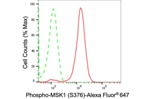 Anti-phospho-MSK1 (Ser376) Antibody, clone 24GB870, Rabbit Monoclonal clone 24GB870, recombinant rabbit monoclonal, expressed in HEK293 cells