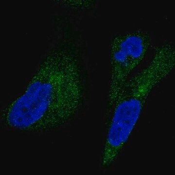 Anti-UFD1L antibody produced in rabbit Prestige Antibodies&#174; Powered by Atlas Antibodies, affinity isolated antibody