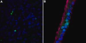 抗-Ki67抗体，克隆1O15，ZooMAb®兔单克隆抗体 recombinant, expressed in HEK 293 cells