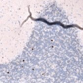 Monoclonal Anti-EOMES antibody produced in mouse Prestige Antibodies® Powered by Atlas Antibodies, clone CL15425, purified antibody (Protein A)