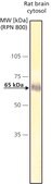 Anti-CaM Kinase IV (CaMKIV) (AY-18) antibody produced in rabbit IgG fraction of antiserum, buffered aqueous solution