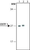 Anti-OSTF1 antibody, Mouse monoclonal clone OSTF21, purified from hybridoma cell culture
