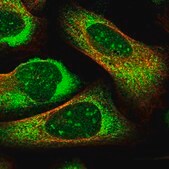 Anti-PRRC2C antibody produced in rabbit Prestige Antibodies® Powered by Atlas Antibodies, affinity isolated antibody, buffered aqueous glycerol solution