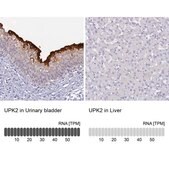 抗-UPK2 兔抗 Prestige Antibodies® Powered by Atlas Antibodies, affinity isolated antibody, buffered aqueous glycerol solution