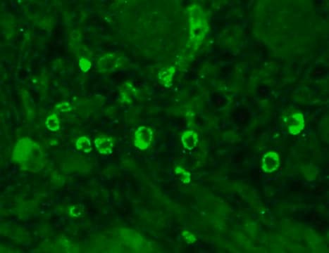 Monoclonal Anti-GABRA1 antibody produced in mouse clone S96-55, 1&#160;mg/mL, purified immunoglobulin