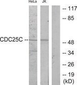 Anti-CDC25C antibody produced in rabbit affinity isolated antibody