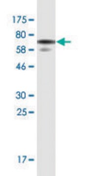 Monoclonal Anti-WDFY3, (N-terminal) antibody produced in mouse clone 2F12, purified immunoglobulin, buffered aqueous solution