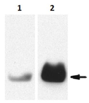 Anti-Proteinase 3/PR3 Antibody, clone MCPR3-2 clone MCPR3-2, from mouse