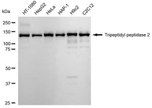 KD-Validated Anti Tripeptidyl peptidase 2 Antibody, clone 24GB2015, Rabbit Monoclonal clone 24GB2015, recombinant rabbit monoclonal, expressed in HEK293 cells