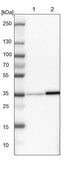 Anti-PPA1 antibody produced in rabbit Prestige Antibodies&#174; Powered by Atlas Antibodies, affinity isolated antibody, buffered aqueous glycerol solution, Ab1