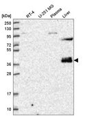 Anti-ZNF385B antibody produced in rabbit Prestige Antibodies&#174; Powered by Atlas Antibodies, affinity isolated antibody
