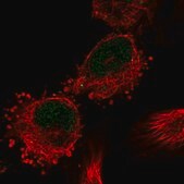 Anti-C12orf10 antibody produced in rabbit Prestige Antibodies® Powered by Atlas Antibodies, affinity isolated antibody, buffered aqueous glycerol solution