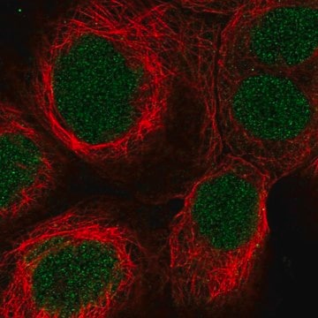 Anti-SYNGAP1 antibody produced in rabbit Prestige Antibodies&#174; Powered by Atlas Antibodies, affinity isolated antibody, buffered aqueous glycerol solution