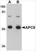 Anti-APC8 antibody produced in rabbit affinity isolated antibody, buffered aqueous solution
