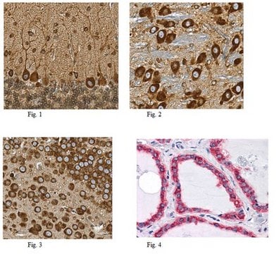 抗-HSPA5抗体，克隆4E3 ascites fluid, clone 4E3, from mouse