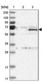 Anti-ZNF189 antibody produced in rabbit Prestige Antibodies&#174; Powered by Atlas Antibodies, affinity isolated antibody, buffered aqueous glycerol solution