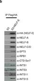 Anti-NELF-E Antibody from rabbit, purified by affinity chromatography