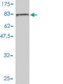 Monoclonal Anti-FES antibody produced in mouse clone 3A3-1E5, purified immunoglobulin, buffered aqueous solution