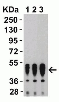Anti-SARS-CoV-2 (COVID-19) Nucleocapsid antibody produced in rabbit affinity isolated antibody