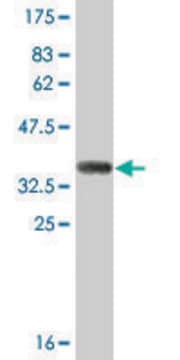 Monoclonal Anti-SULT1B1, (N-terminal) antibody produced in mouse clone 4C9, ascites fluid