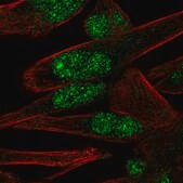 Anti-PNMAL1 antibody produced in rabbit Prestige Antibodies® Powered by Atlas Antibodies, affinity isolated antibody, buffered aqueous glycerol solution